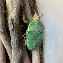カメルーンの美しいカナブン　　　トルクアータ　インマキュリコスの画像