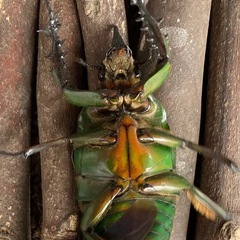 カメルーンの美しいカナブン　　　トルクアータ　インマキュリコスの画像