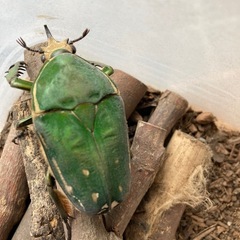 カメルーンの美しいカナブン　　　トルクアータ　インマキュリコスの画像