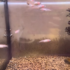 メダカ　11匹　幼魚　成魚の画像