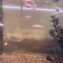 メダカ　11匹　幼魚　成魚の画像