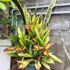 観葉植物 おそらくサンスベリアとアグラオネマの画像