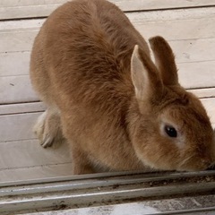 【急募】うさぎ飼い主募集中