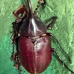 R8.2.10羽化小さなヘラクレス♂の画像