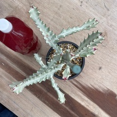 ホワイトゴースト👻の画像