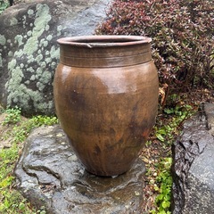 4️⃣カメの画像