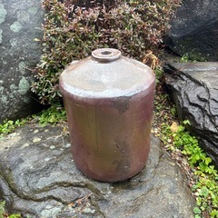 割れカメの画像