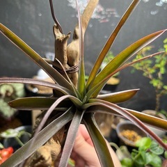 観葉植物　エアプランツ　流木仕立ての画像