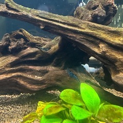 ベルベットブルーシュリンプの画像