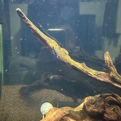 ベルベットブルーシュリンプの画像