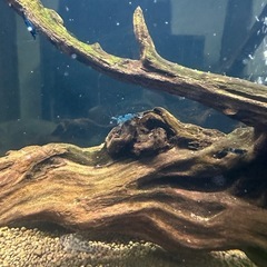 ベルベットブルーシュリンプの画像