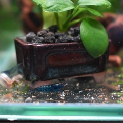 ダークブルーベルベットシュリンプの画像