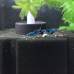 ダークブルーベルベットシュリンプの画像