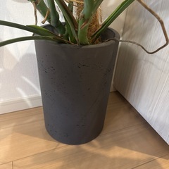 モンステラの画像