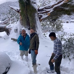 天然 風蘭 着生蘭　セッコクの画像