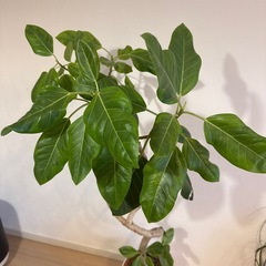 観葉植物　フィカスの画像