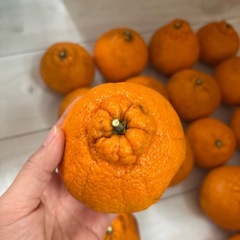 ぽんかん20個の画像