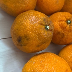 ぽんかん20個の画像