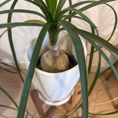 観葉植物の画像