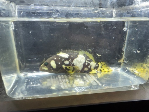 海水魚　タマカイ