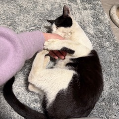 極寒で生き抜いた命｜甘えれるママ探し - 里親募集