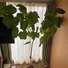 ウンベラータ 高さ約175cm（鉢込み）の画像