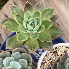 多肉植物　デカ苗　3苗セットの画像