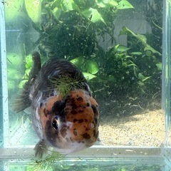 らんちゅう　金松葉の画像