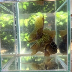 オランダ獅子頭　茶の画像