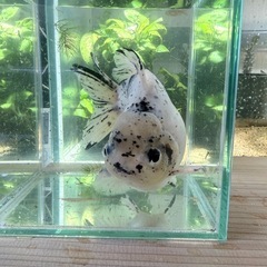 オランダ獅子頭　ショートテール　白銀鱗の画像