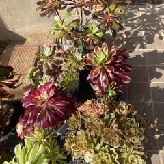 多肉植物　アエオニウム　10種10鉢の画像