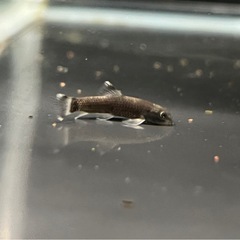 パンダガラ　3匹セットの画像