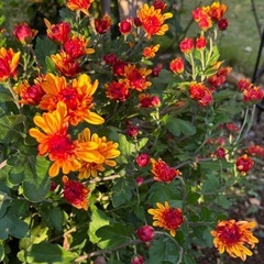 マウントオービスク　アブリコット菊の画像