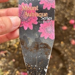 マウントオービスク  バーガンディ　菊の画像