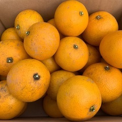 八朔無農薬栽培５キロの画像