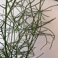 観葉植物　ミルクブッシュ の画像