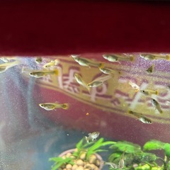 ミックスグッピー稚魚の画像