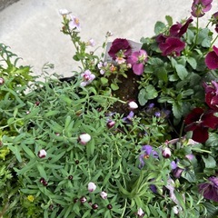 花苗差し上げます(プリムラ類、ビオラなど)の画像
