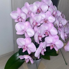 胡蝶蘭　ミディ　ピンクの画像