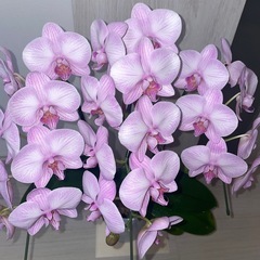 胡蝶蘭　ミディ　ピンクの画像