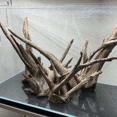 流木　4本セット　アクアリウム　レイアウト  の画像