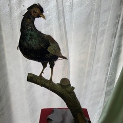 キジ剥製！引取り限定‼️の画像