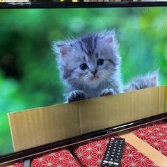 TCL 液晶テレビ 32D300 2019年製　訳アリの画像