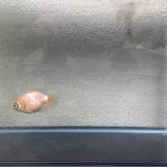 パールスケール白デメキンの画像