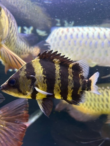 熱帯魚 アクアリウム
