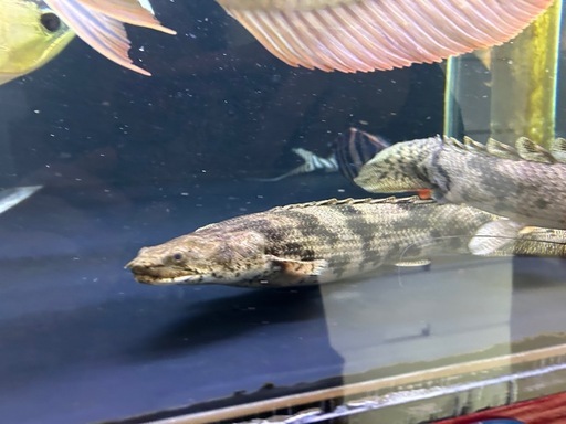 熱帯魚 アクアリウム