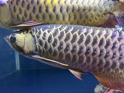 熱帯魚 アクアリウム