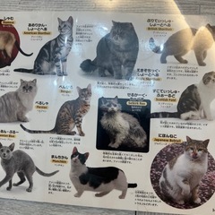 デスクマット50×80の画像