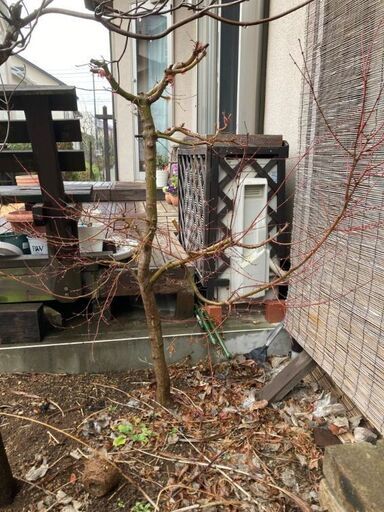 モミジ　写真追加！