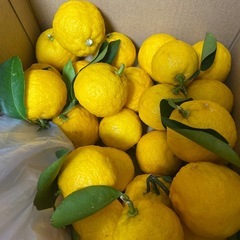 柚子　無農薬　800円　ネーブルもありますの画像